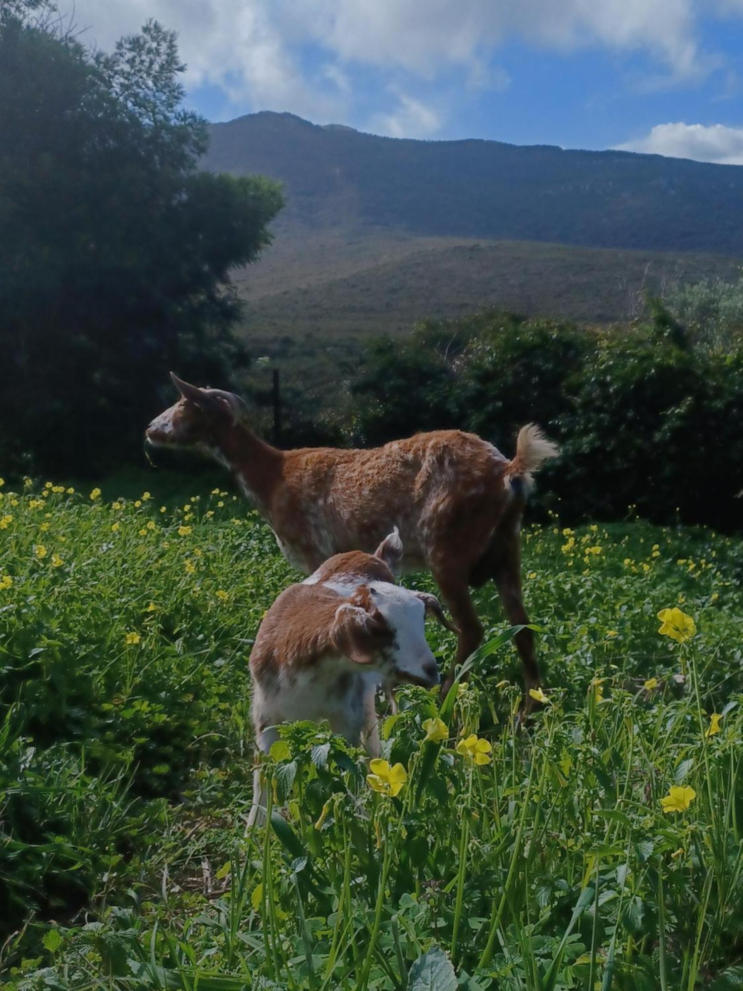 Вилла Complejo Rural Del Molino Dorado Фасинас Экстерьер фото