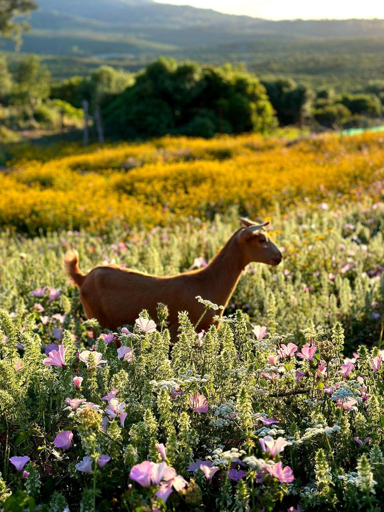 Вилла Complejo Rural Del Molino Dorado Фасинас Экстерьер фото